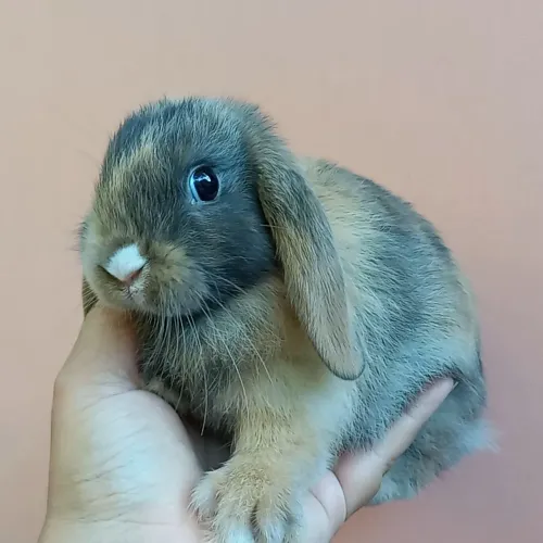 Mini Coelho Mini Lop Uruguaio