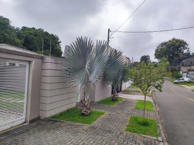 Palmeira azul com 3,5 metros