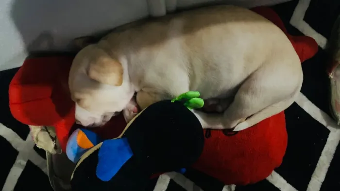 Cachorro 