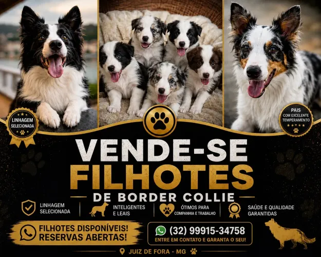 Vende se filhotes de boder collie