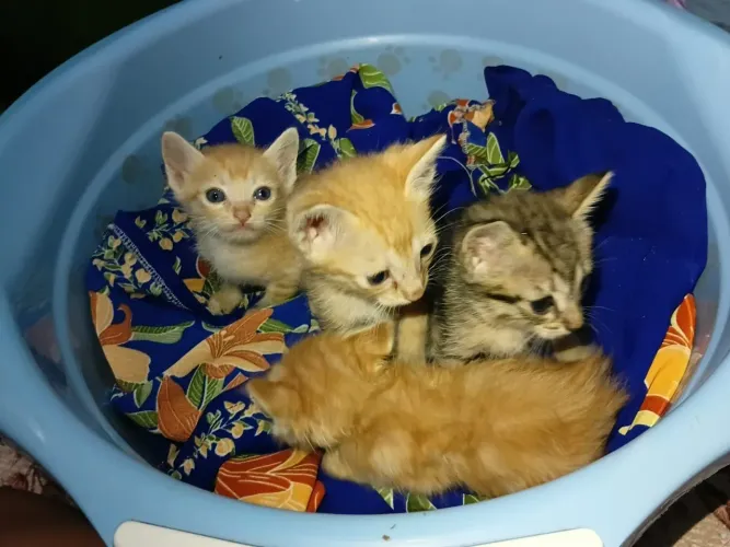 Filhotes de gatinhos para doação