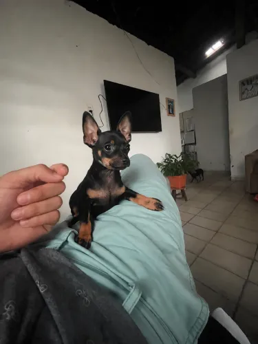 Filhotes de Pinscher