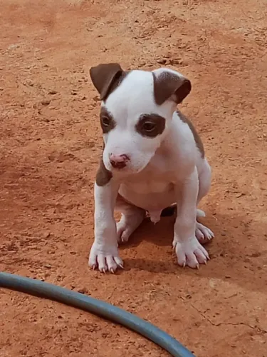 Cachorro 