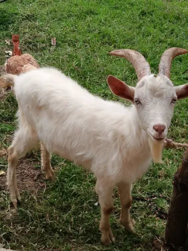 Cabrito sannen 