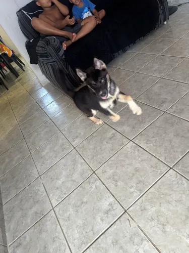 Cachorro husky siberiano fêmea