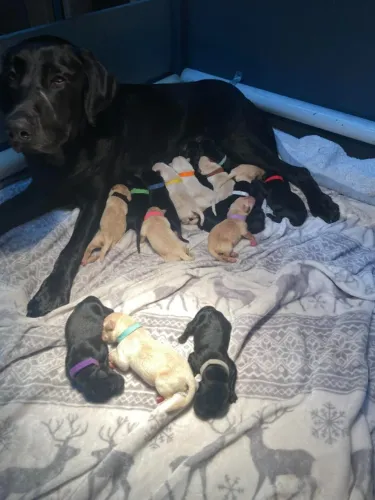 Filhotes de labrador para adoção