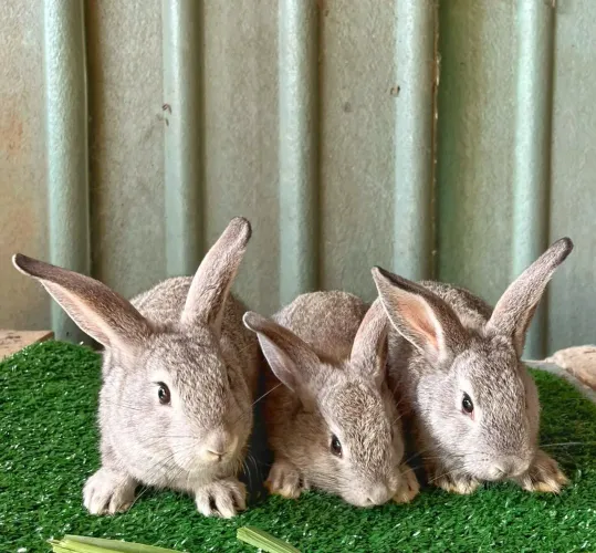 Coelhos Chinchila