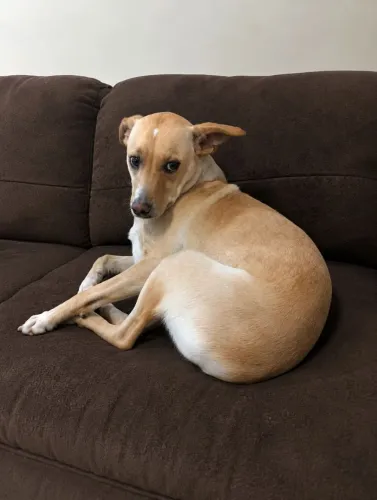 Cachorrinha caramelo castrada