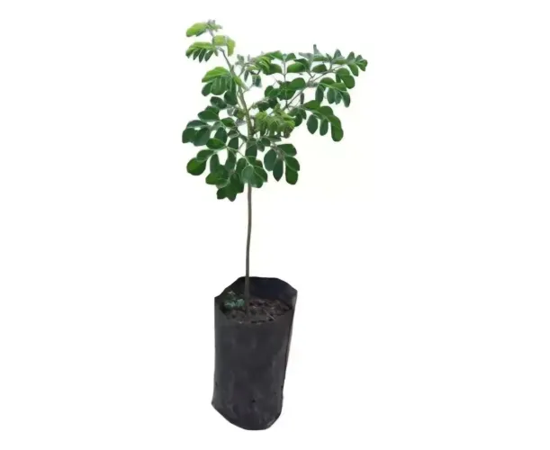 Mudas de Moringa poucas unidades super planta