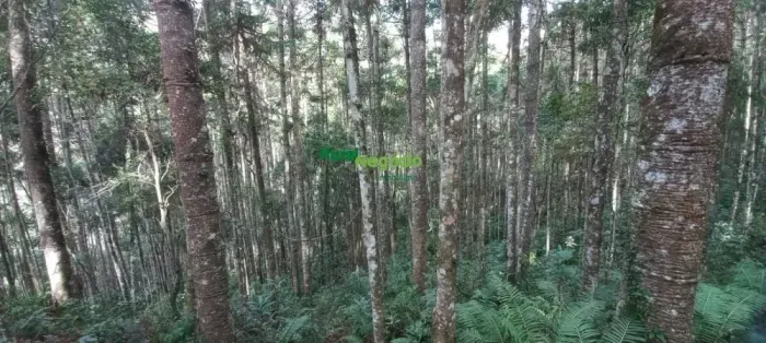 SÍTIO COM PLANTAÇÃO DE ARAUCÁRIAS E ÁGUA EM MARMELÓPOLIS-MG