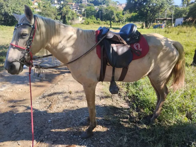 Vendo égua sangue de quarto de milha 3.500