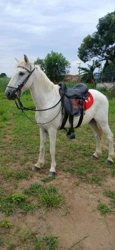 Cavalo 