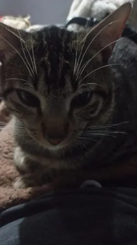 Gato para a Doação