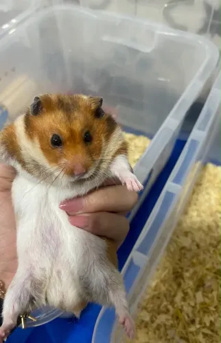 Hamster Sírio