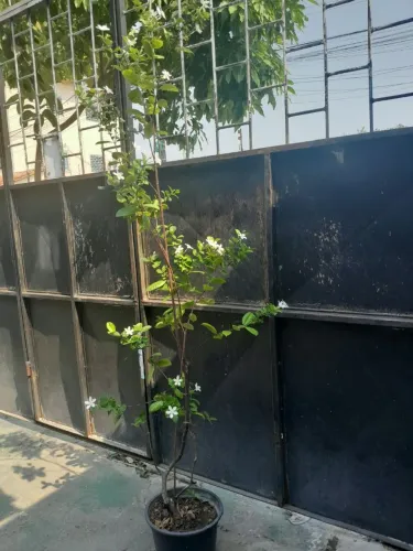 Planta estrela 