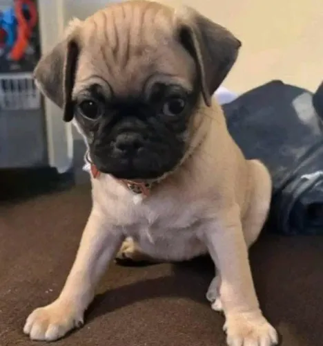 Filhotes de Pug | Uma amizade cheia de momentos especiais.