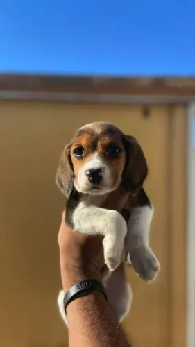 Filhote de Beagle!!!! Em nossa Loja.