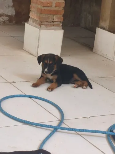 Cachorro pastor alemão 2 fêmea