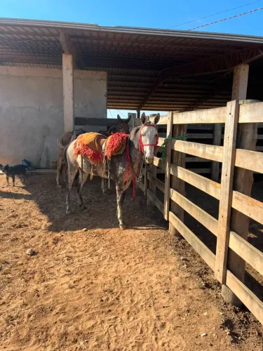 BURRO