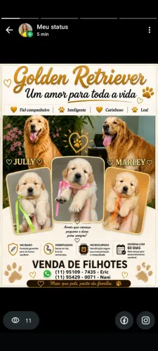 Filhotes de Golden retrivier