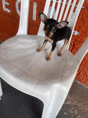 Pinscher 