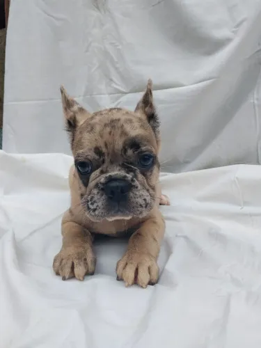 BUKDOG FRANCÊS MACHO NA COR MERLE, OLHOS VERDE.