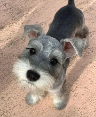 Cachorro Schnauzer Miniatura - Filhote