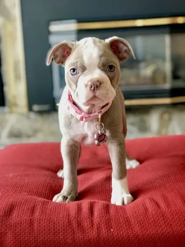 Boston Terrier Filhotes Amorosos