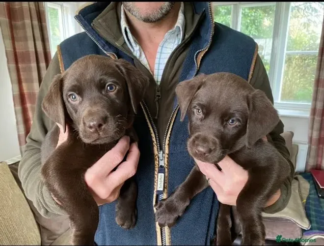 ? 10. Labrador chocolate ? o pacote completo de beleza e amor ?