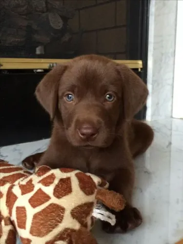 Labrador Filhotes Adoráveis na Cor Chocolate