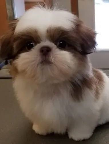 Shih Tzu Filhote narizinho chocolate ?