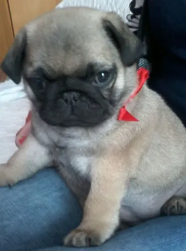 Filhote de Pug com laço vermelho 