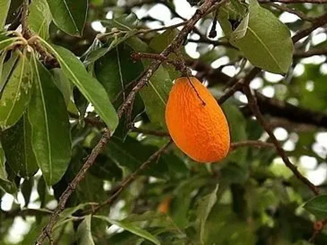 Muda de Árvore oiti, planta para calçada