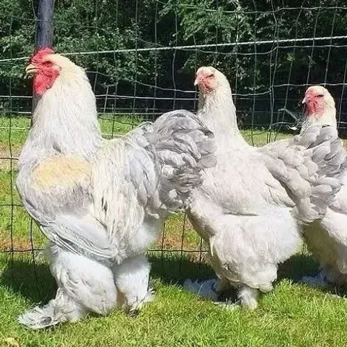 Vendo casal de Brahma Isabele