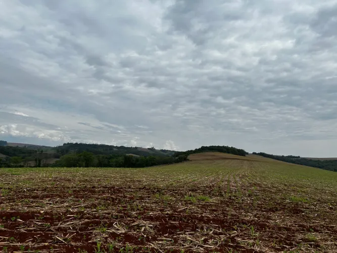 Sítio de 8 alqueires na colônia nova