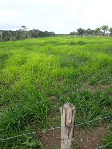 Fazenda à Venda - Santa Cruz Cabrália