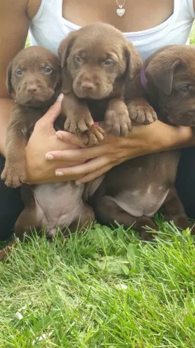 Labrador disponivel