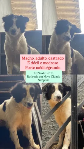 Doação de cão castrado