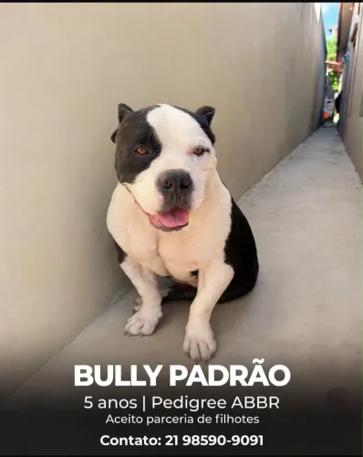Bully - Cobertura 