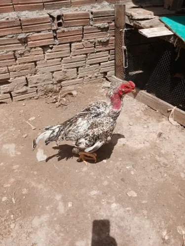 Galo