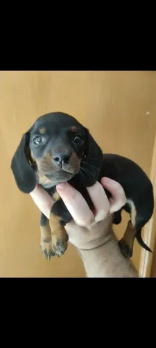 Dachshund 