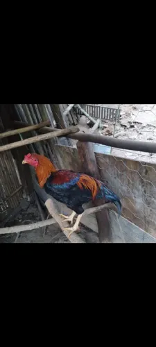 Frango Caipira a Venda.