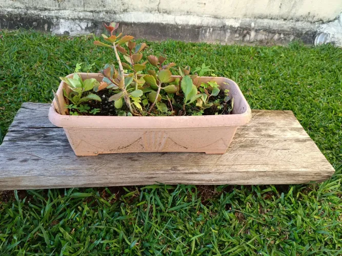 Flor, vaso, suporte de madeira e eucalipto.