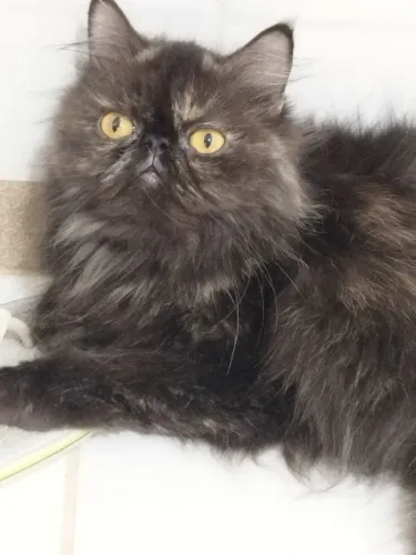 Gata persa