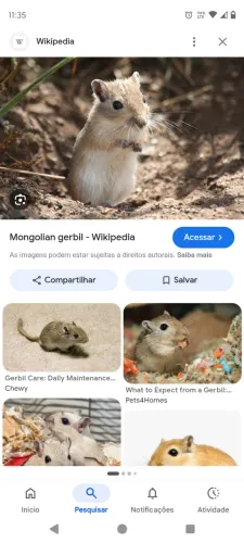 Gerbil