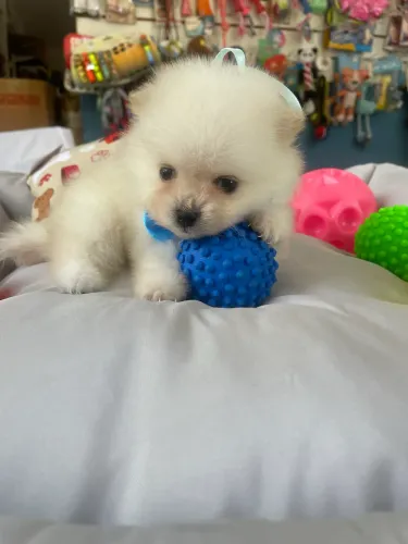 Spitz alemão macho anao$2.400,00