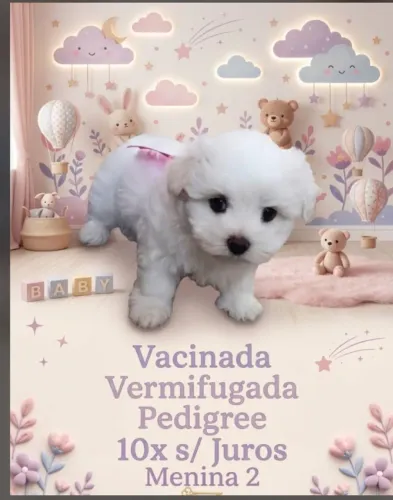 Maltês lindíssima