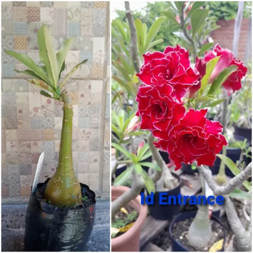 Rosa Do Deserto 