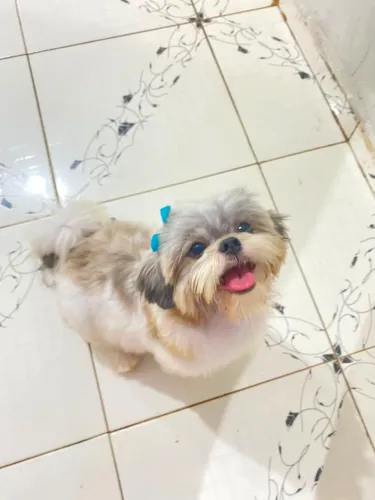 Filhotes shih-tzu leia a descrição