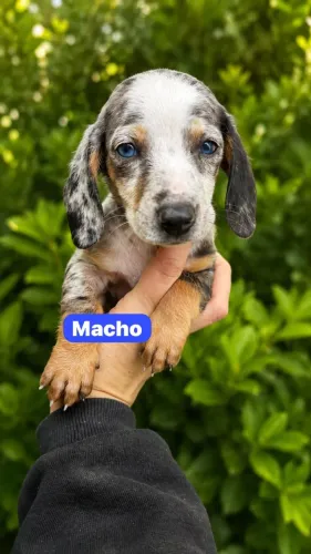 lindos filhotes de daschund basset ? Porte Pequeno e Muito Carinhoso!